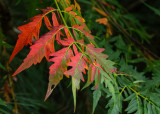 red leaves at longwood-5790.jpg