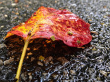 Red and Yellow Leaf-5354.jpg