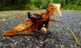 Brown and Tan Leaf-5361.jpg