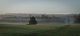 Fog Circling Trees Vignette-03484.jpg