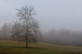 Tree-03495.jpg
