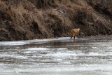 FoxProcessed-6338.jpg