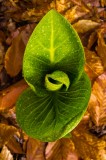 SkunkCabbage2-04191.jpg