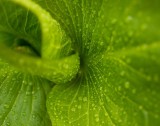 SkunkCabbage1-Green-04201.jpg