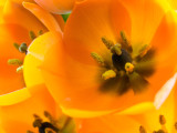 OrangeFlower1-04303.jpg