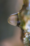 drip1FairHill-04397.jpg