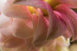 MacroMadness2-04450.jpg