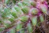 MacroMadness3-04442.jpg