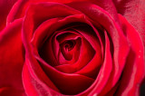 Flower1Rose-04488.jpg