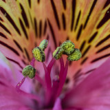 Flower2-04489.jpg