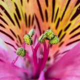 Flower2Brighter-04489.jpg