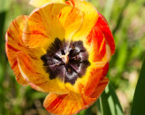 FrontYardTulip-04556.jpg