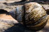 Conowingo Snail-04612.jpg