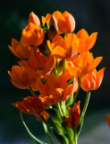 Orange Crush-04679.jpg