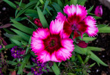 FWT_PinkToRed2-05096.jpg