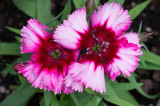 FWT_PinkToRed-05091.jpg