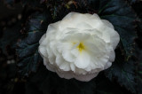 FWT_BegWhite-05085.jpg