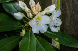 FWT_Rhodi3-05078.jpg