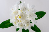 IndoorRhod3-05114.jpg