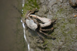CedarSwampCrab2-05134.jpg