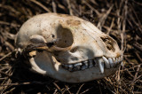 CedarSwampSkull-05135.jpg