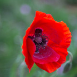 PoppyLookingLeft-7028.jpg