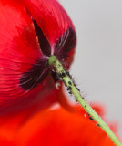 PoppyUnder-7062.jpg