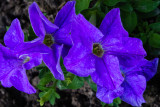 BluePetunias5June2016-7221.jpg