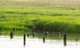 MorningMarsh3-04941.jpg