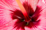 HibiscusHeart-05427.jpg