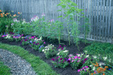 petunia and cleome 1-05487.jpg