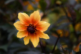 Longwood-7923.jpg