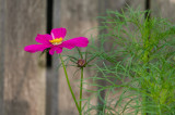 Cosmo-05865.jpg