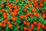 Longwood-7925.jpg