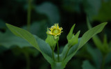 Longwood-7969.jpg