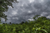 Longwood-7978.jpg