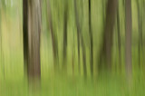 TreeStreaking2_16x10-06362.jpg