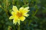 UD Flower1-8512.jpg