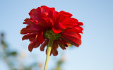 UD Flower3-8447.jpg