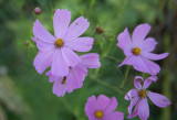 UD Flower5-8454.jpg