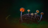 Mushrooms.jpg