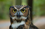Owl-8865.jpg