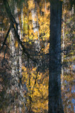 Tree Reflections 2-06918.jpg