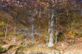 Tree Reflections 5-06882.jpg