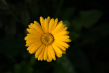 Longwood8-9265.jpg