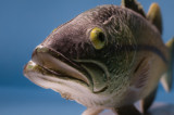 fish1-07209.jpg