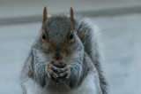 squirrel1-07214.jpg