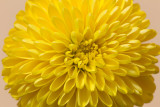 flower macro-9302.jpg