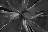 Black and White-9269.jpg