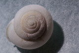 Stacked Shell-.jpg